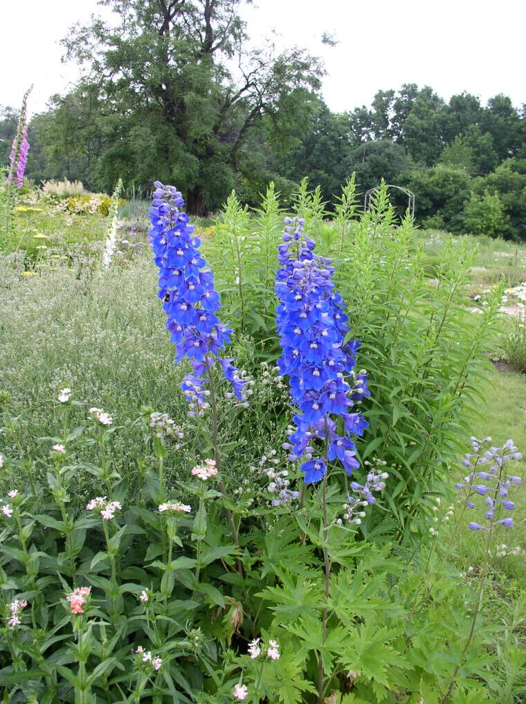 The Elegant Blue Spires of the Estate: Delphiniums