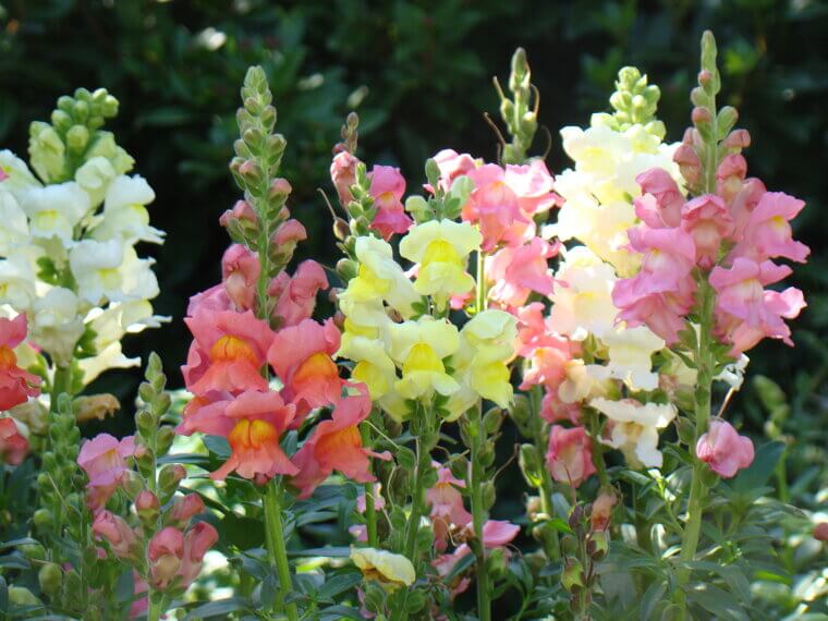 The Playful Bloom That Sparked Childhood Joy: Snapdragons