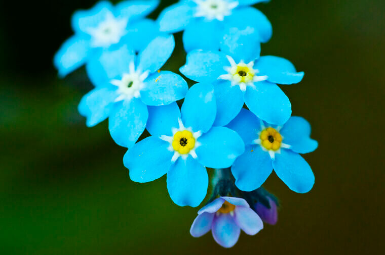 The Tiny Blue Symbol of Remembrance: Forget-Me-Nots