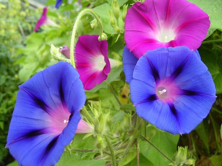 The Sunrise Greeting of the Garden: Morning Glories