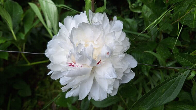 The 100-Year-Old Heirloom That Never Quits: Peonies