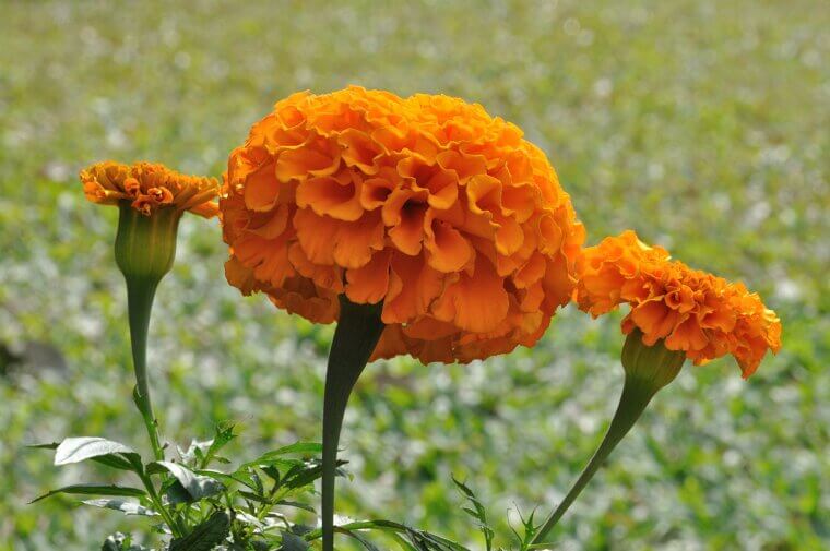 The Golden Protectors of the Harvest: Marigolds