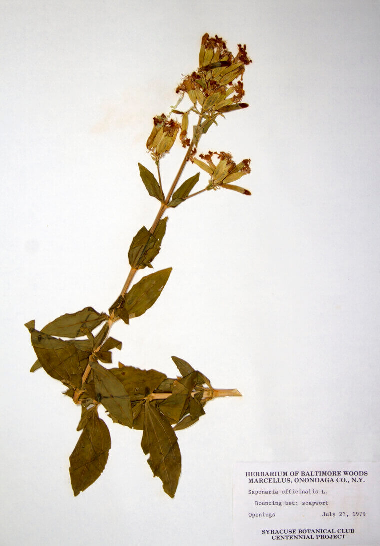 The Rugged Survivor of the Roadside: Bouncing Bet