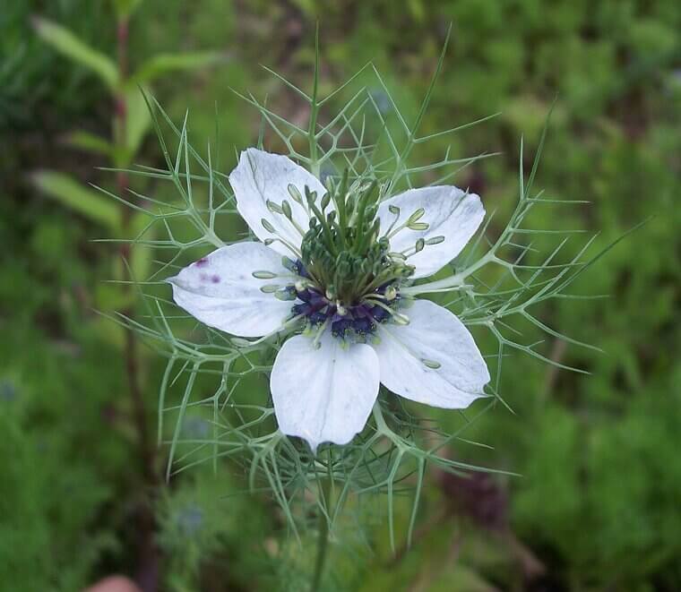 The Ethereal Blue of the Cottage Garden: Love-In-A-Mist