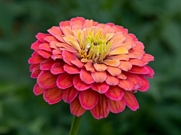 The Low-Maintenance Color Bombs: Zinnias