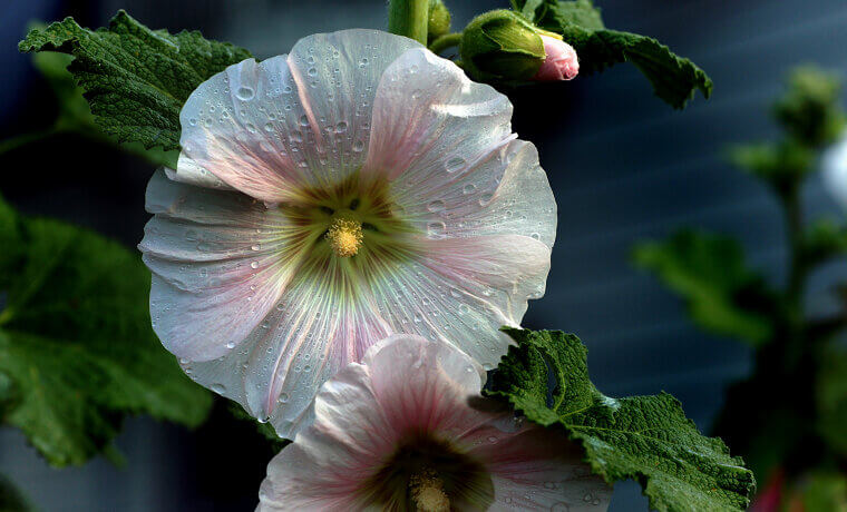 The Stately Skyscrapers of the Fence Line: Hollyhocks
