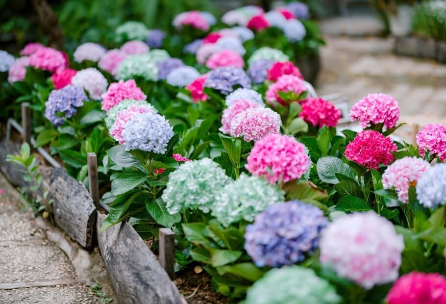 The Garden of Memories: Heritage Flowers Our Grandmothers Loved (and Why They’re Trending Again)