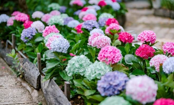 The Garden of Memories: Heritage Flowers Our Grandmothers Loved (and Why They’re Trending Again)