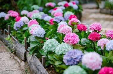 The Garden of Memories: Heritage Flowers Our Grandmothers Loved (and Why They’re Trending Again)