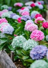 The Garden of Memories: Heritage Flowers Our Grandmothers Loved (and Why They’re Trending Again)