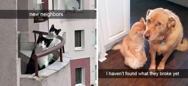 40+ Hilarious Cat Snapchats That Will Bring A Smile To Your Face