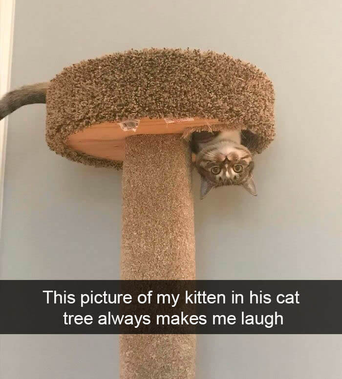 "New Cat Tree, Who Dis?"