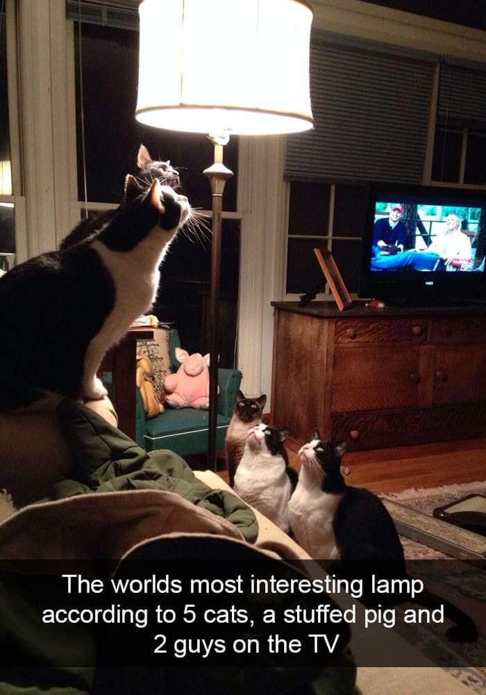 "Ooh, A Lamp!"