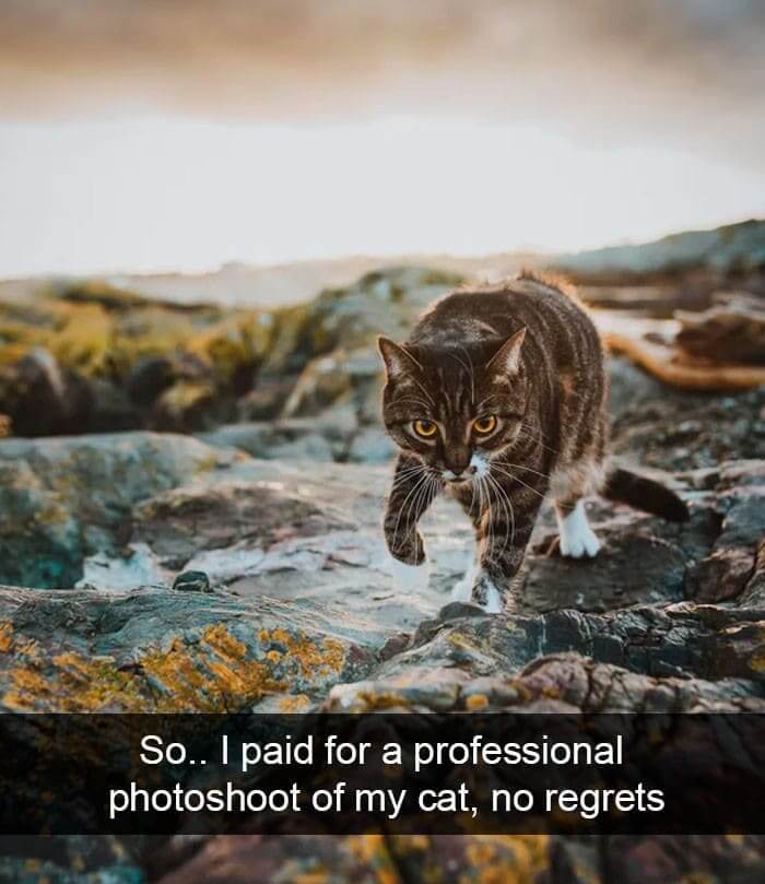 prowling cat