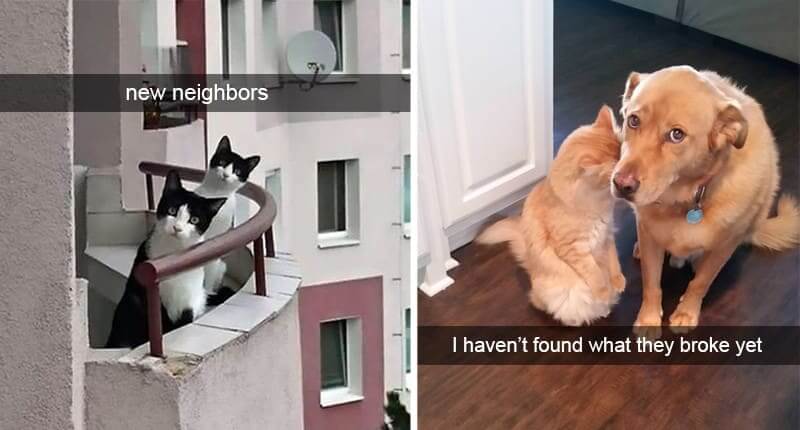 40+ Hilarious Cat Snapchats That Will Bring A Smile To Your Face