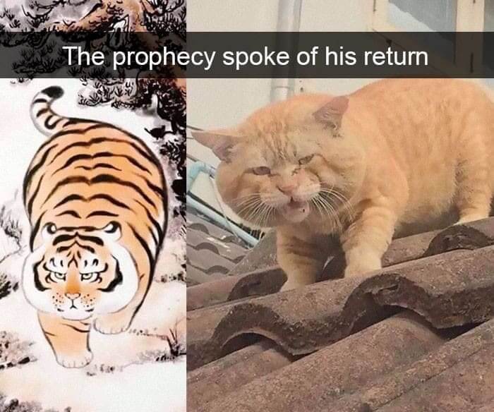 Prophecy Of The Floof