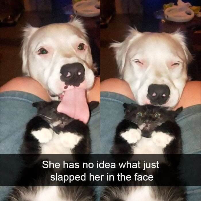 She Is Not A Fan Of The Dog