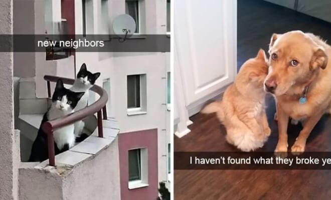 Hilarious Cat Snapchats That Will Bring A Smile To Your Face