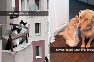 Hilarious Cat Snapchats That Will Bring A Smile To Your Face