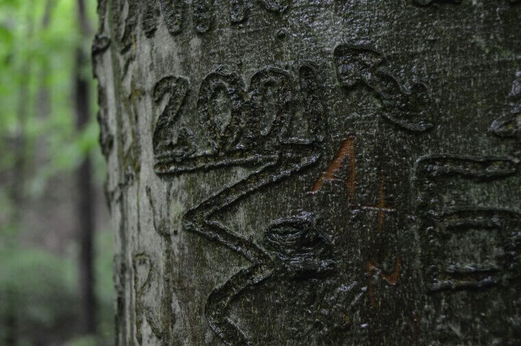Carving Initials Into Trees
