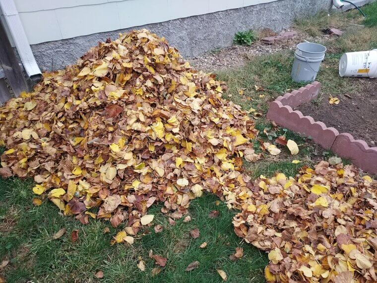 Jumping Into Leaf Piles