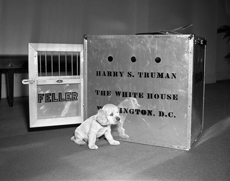 Harry S. Truman - Cocker Spaniel