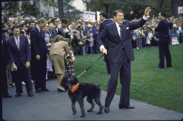 Ronald Reagan - Bouvier Des Flandres