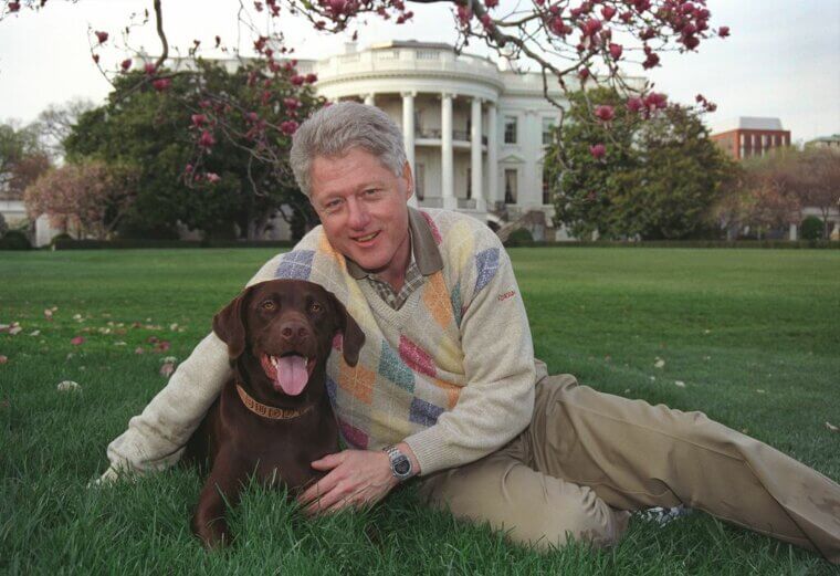 Bill Clinton - Labrador Retriever