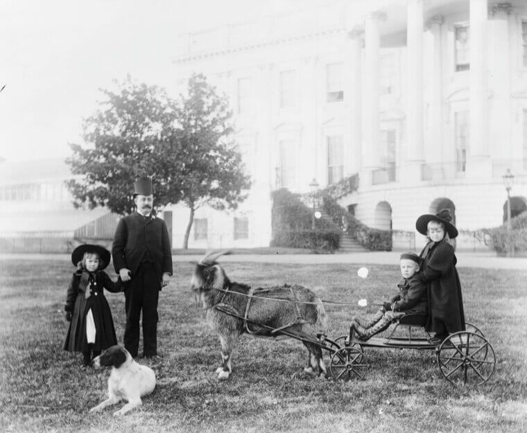 Benjamin Harrison - Mixed-Breed Collie