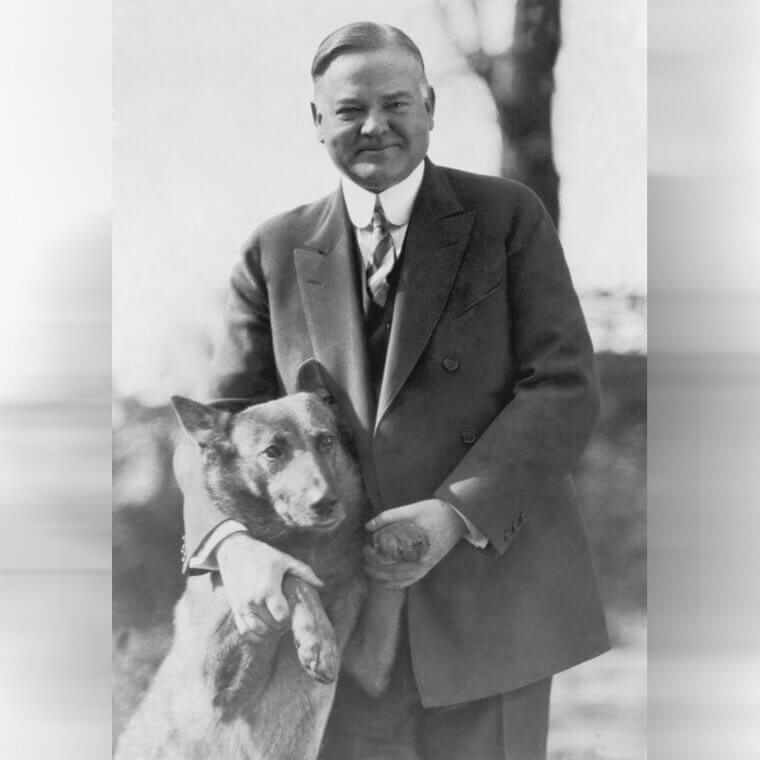 Herbert Hoover - Belgian Shepherd
