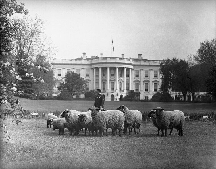 Woodrow Wilson - Sheep