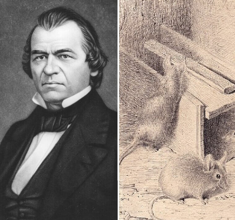 Andrew Johnson - Mice