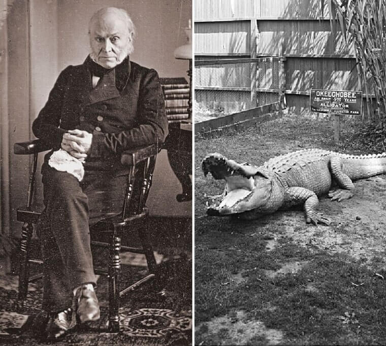 John Quincy Adams - Alligator
