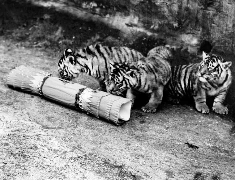 Martin Van Buren - Tiger Cubs