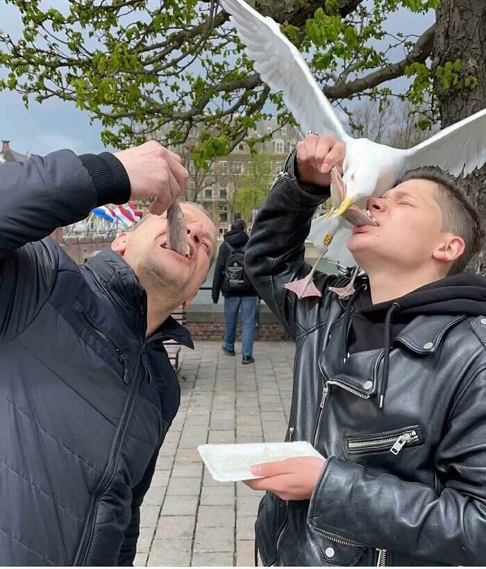 Eating A Herring In The Hague, Netherlands