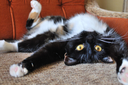 Lustige Verhaltensweisen von Katzen, die man einfach nicht erklären kann