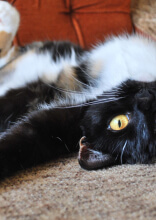 Funny Cat Behaviors That Just Can't Be Explained