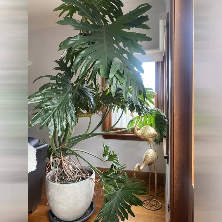Indoor Ferns and Palms
