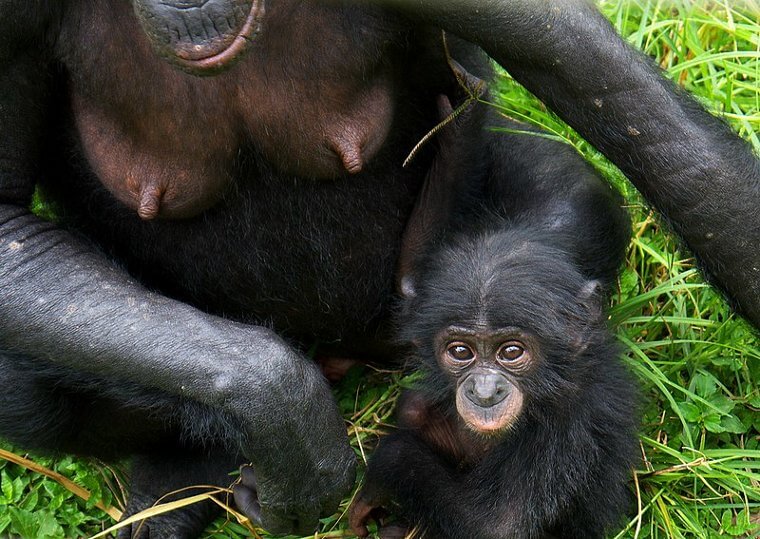 A Female Chimpanzee Carrying Her Young