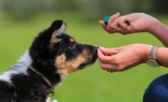 8 Common Dog Training Mistakes You Might Be Making