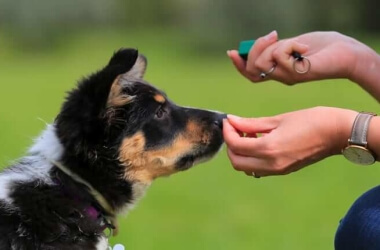 8 Common Dog Training Mistakes You Might Be Making
