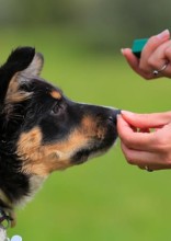 8 Common Dog Training Mistakes You Might Be Making