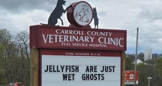 Jellyfish Are the Ghosts of the Ocean