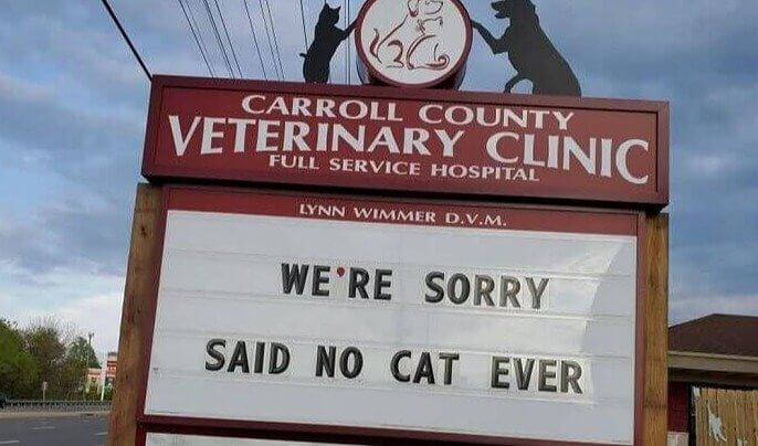 "Sorry, Not Sorry," Said Your Cat