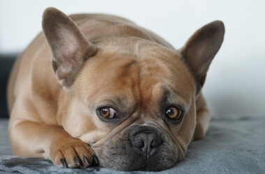 These Chuckle-Worthy Messages Make a Trip to the Vet More "Pawsitive"