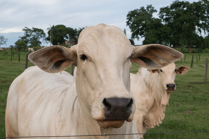 Strange Animal Mutilations