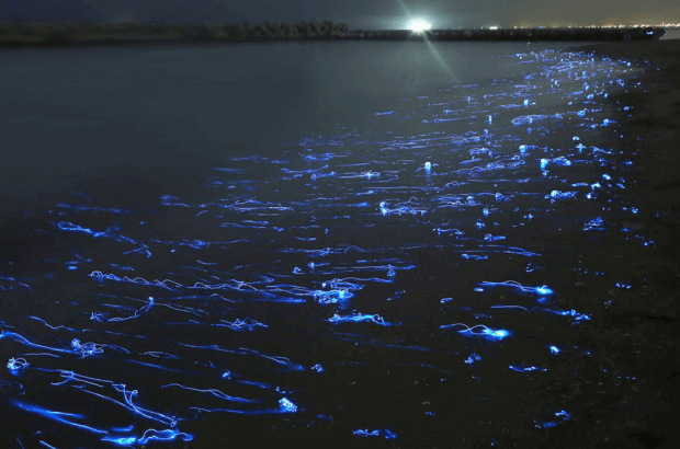 Firefly Squids In Japan