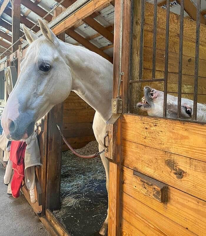 Another Hilarious Horse Makes An Entrance