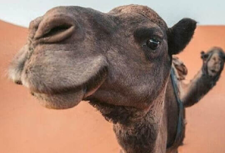 O plano de fundo dessas fotos é muito mais engraçado do que o foco central