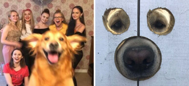 30+ Hilarious Dog Photos That Will Have You Cracking Up